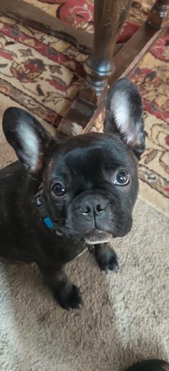 7 month old Frenchie