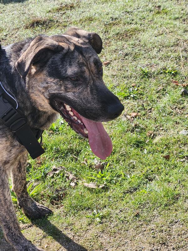 Happy, energetic and the best friend that will never let you walk alone.