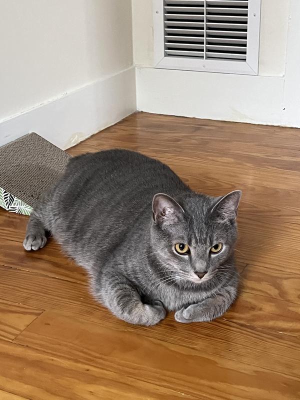 Discontinued KITTY'S WONDERBOX Disposable Litter Box, 3 count