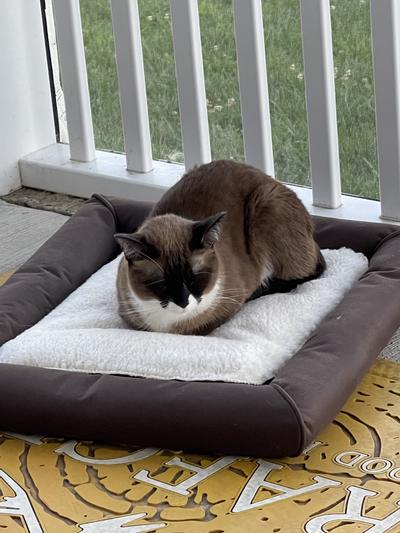 Buy Deluxe Lectro-Kennel Heated Cat Bed at CozyWinters