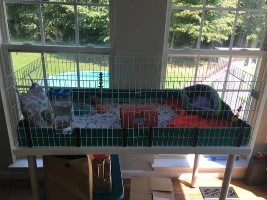 Table for midwest hot sale guinea pig cage