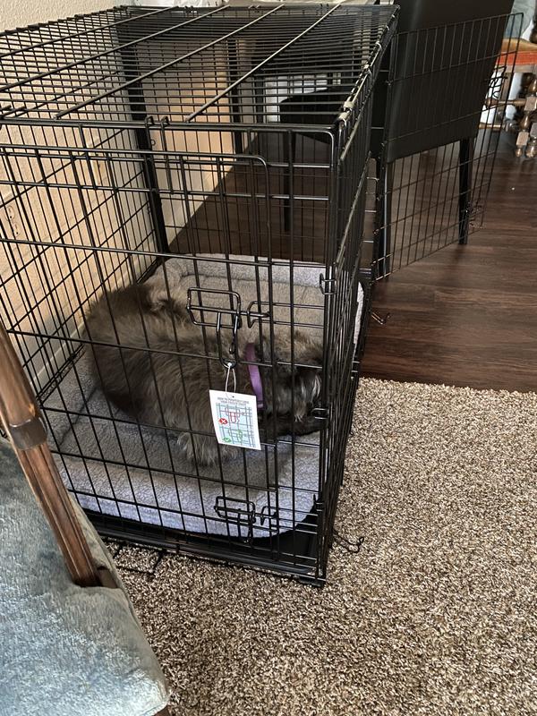 Pup comfy & happy as can be!