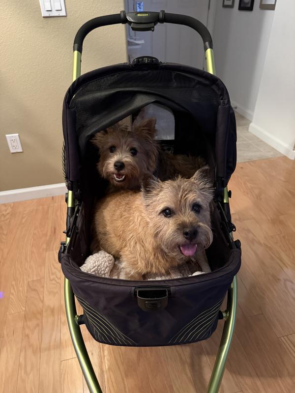 Fun times in our new stroller!