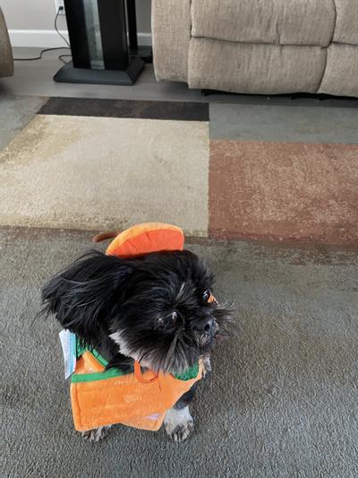 Rudy with his costume
