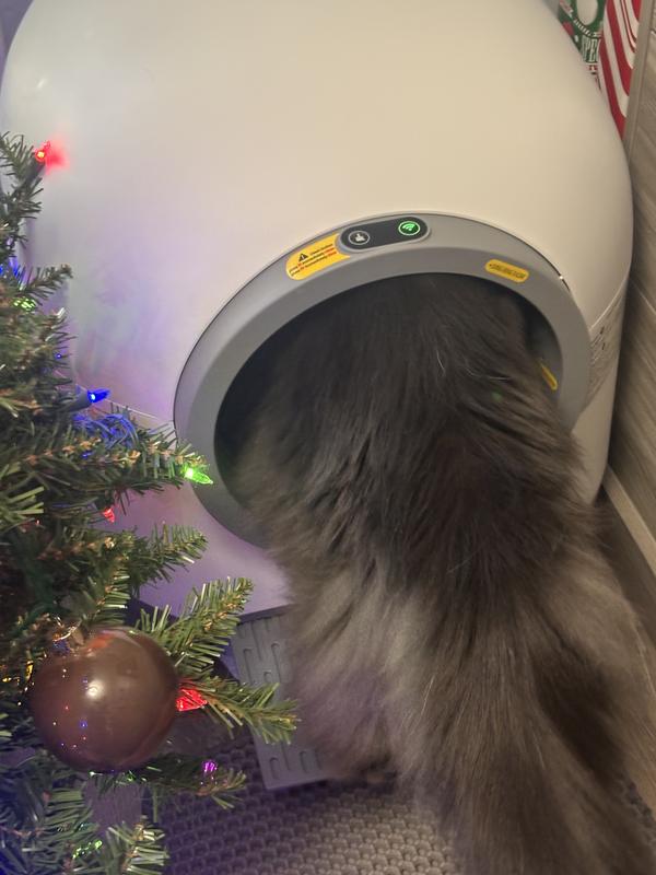 Mainecoon climbing in for the first time.