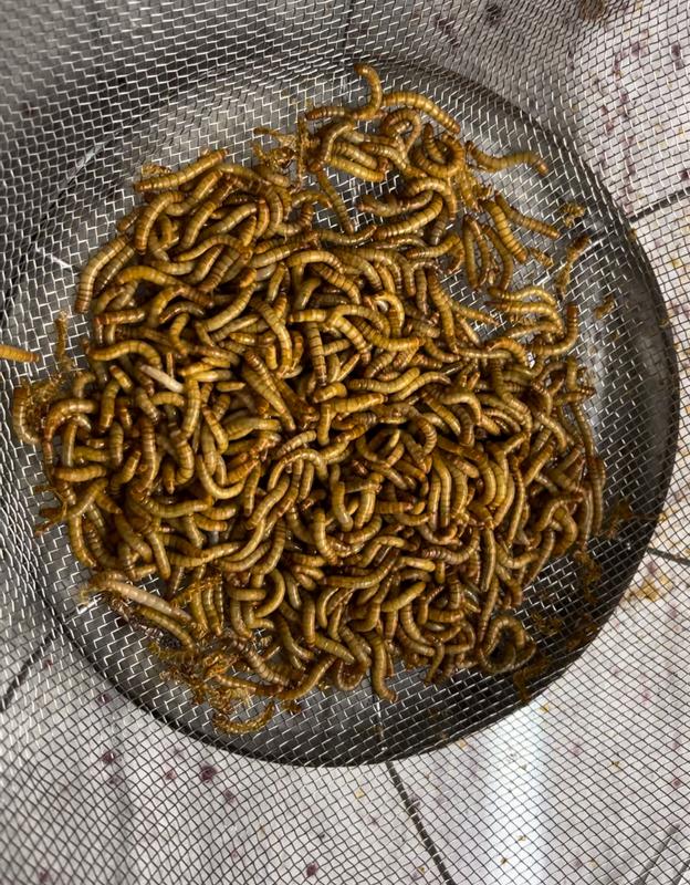 EXOTIC NUTRITION Live Mealworms Reptile Food Giant 1000 count Chewy