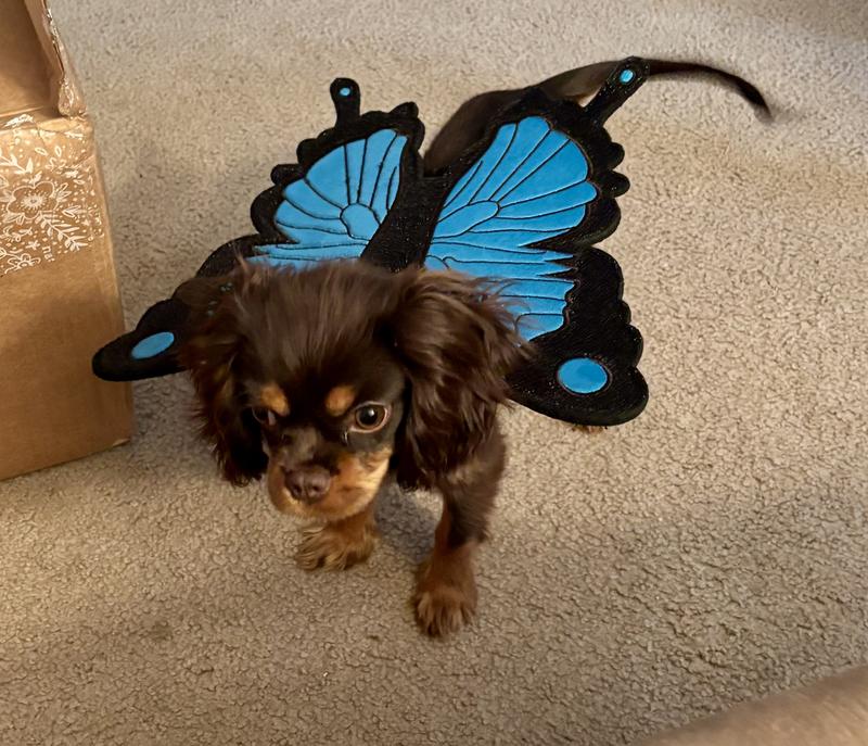 Social Little Butterfly