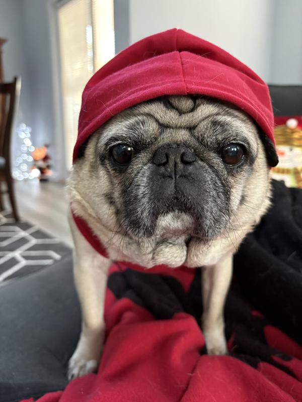 Gangster Pug❤️