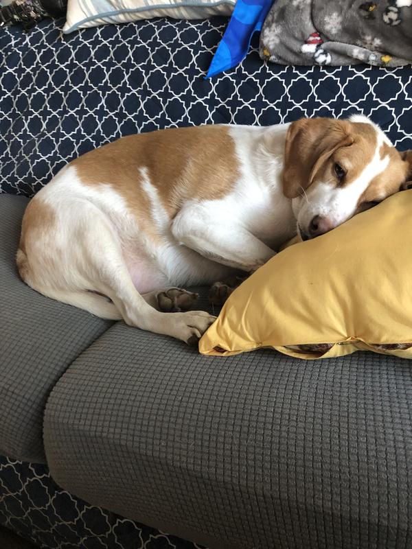 Sweet laid back boy.