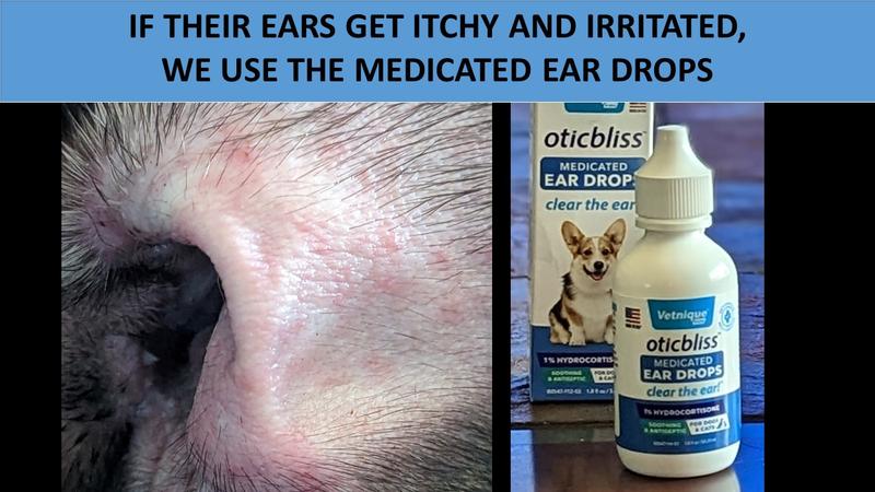 Chewy hotsell ear drops