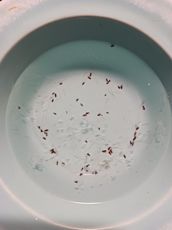 Its a bowl of soapy water with dying fleas.