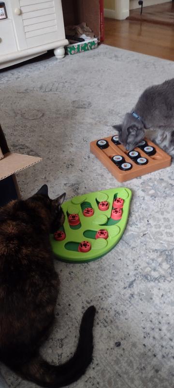 Petstages By Nina Ottosson Cat Games, Treat or treat? There aren't any  tricks with our games, only treats! 😺 . . . Product Featured: BUGGIN' OUT,  MELON MADNESS, RAINY DAY #Petstages, By Petstages