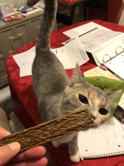 The cat even wants a bite!