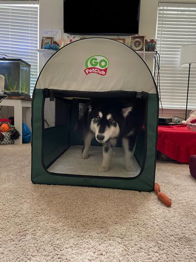 29” tall Malamute has to duck to get in