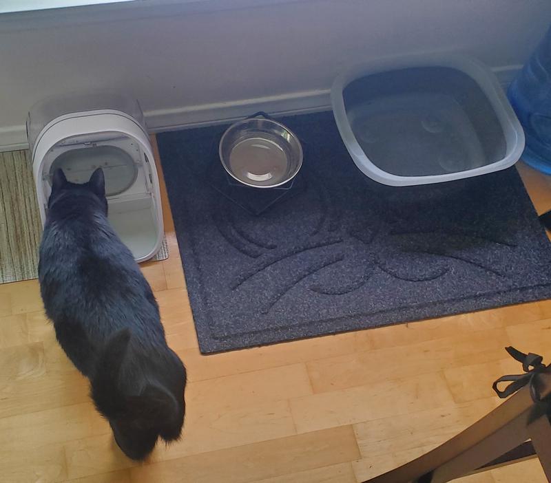 One of our lap swimming cats approaches the water and food station