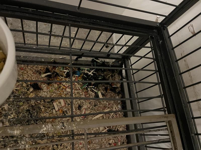 Bent bars on replacement greate