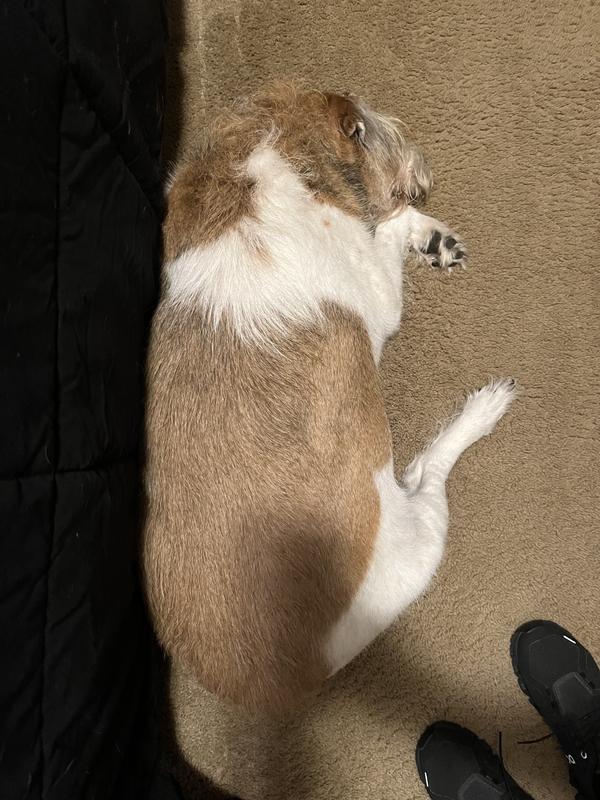 This is our big girl, Annie! She was the first to try the flea medicine.