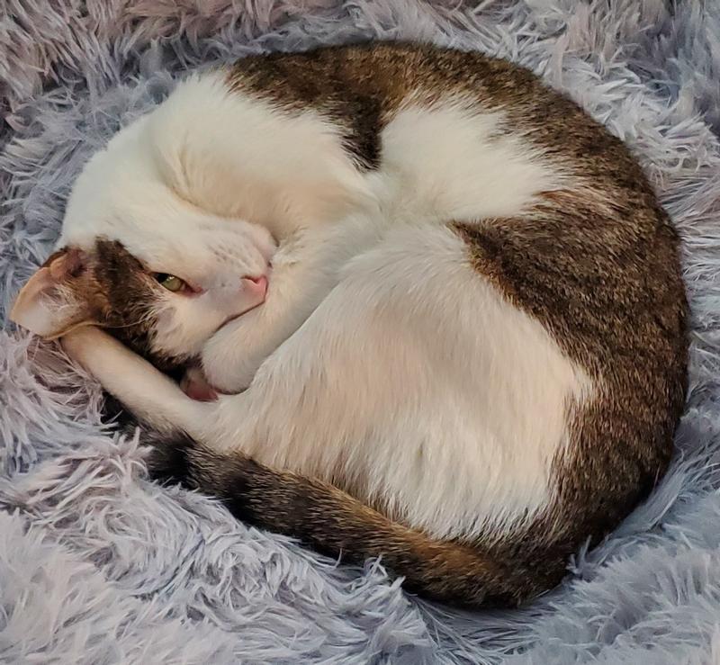 Bailey after eating her treat!