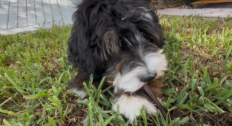 Ahsoka mini bernedoodle