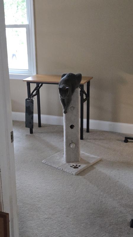 I trained her for 5 times to come on top. When she saw me around, it means for her " see I know already all by myself". ❤️