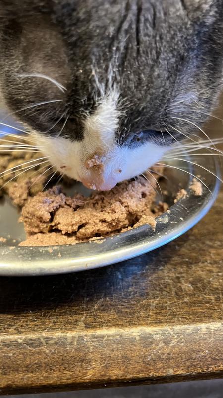 Of 40+ pictures, this is the only one of two cats that it’s clear what the picture is because the rest were just blurs and food everywhere.