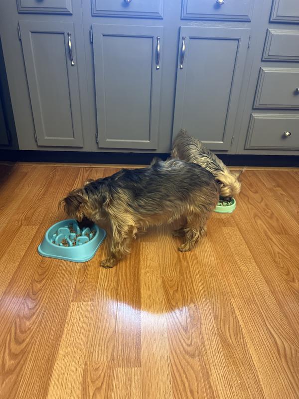 SOLID GOLD Green Cow Beef Tripe Loaf for Picky Eaters GrainFree Wet