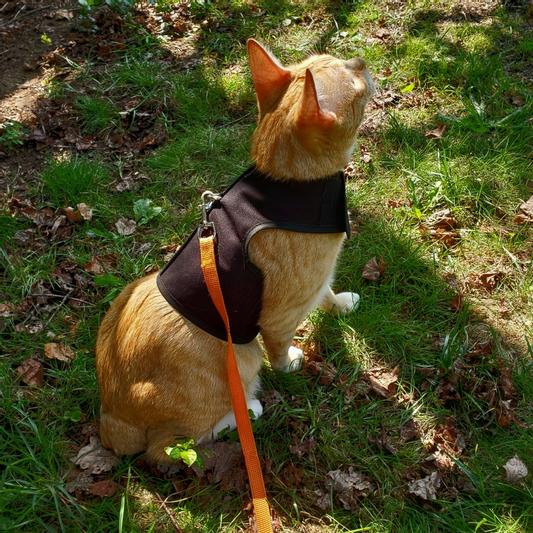 KITTY HOLSTER Cat Harness, Purple, Small/Medium