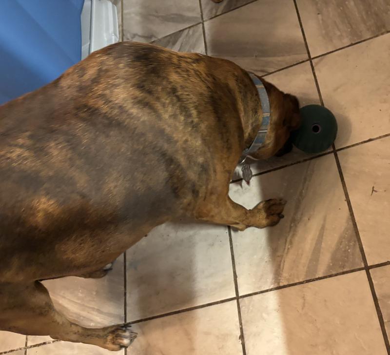 Cinnamon gobbling a treat. Woof!