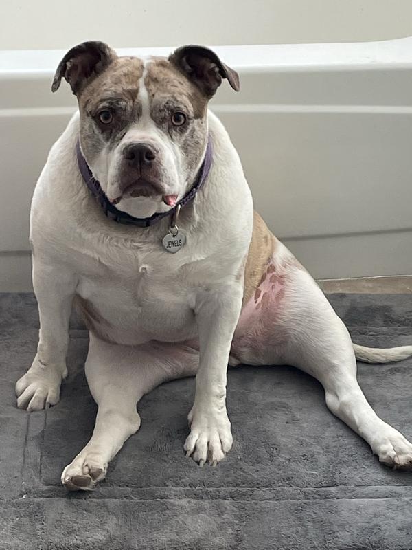 FLUCONAZOLE COMPOUNDED Capsule for Dogs Cats, 310-mg Easy