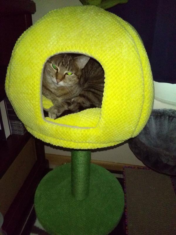 So happy once she settles in!