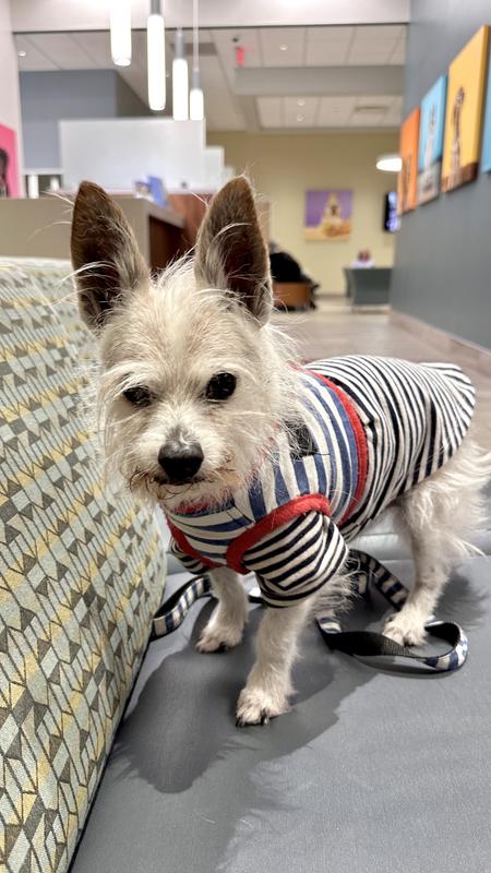 SmallDog (9lbs) in a size S