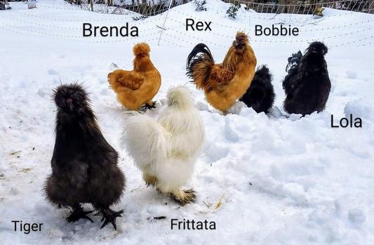 snowy chickens