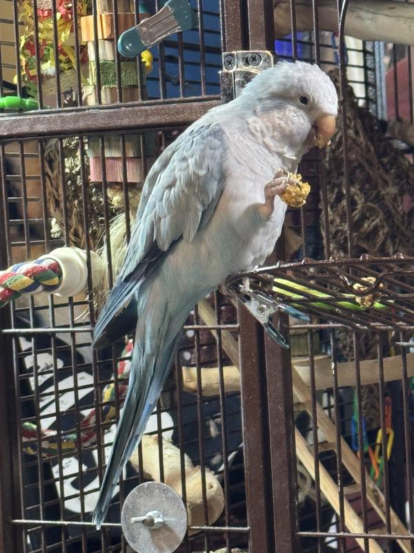 Dolly eating her nutraberry. She turns it all around to eat from different sides