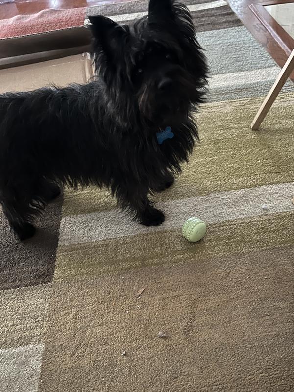 Now if you would throw the ball Mom! Think I like this set of balls!  Which should I chase first?