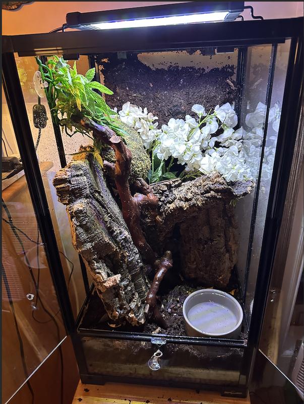 Newly set up bioactive terrarium for adult crested gecko