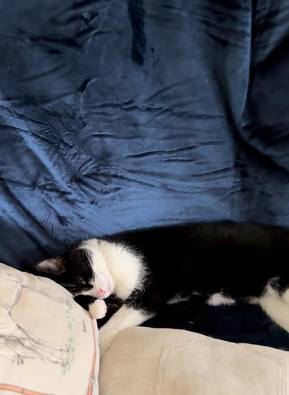 Nique, our little Manx has short hair but always a good idea to use the SunGrow lint roller after her naps!