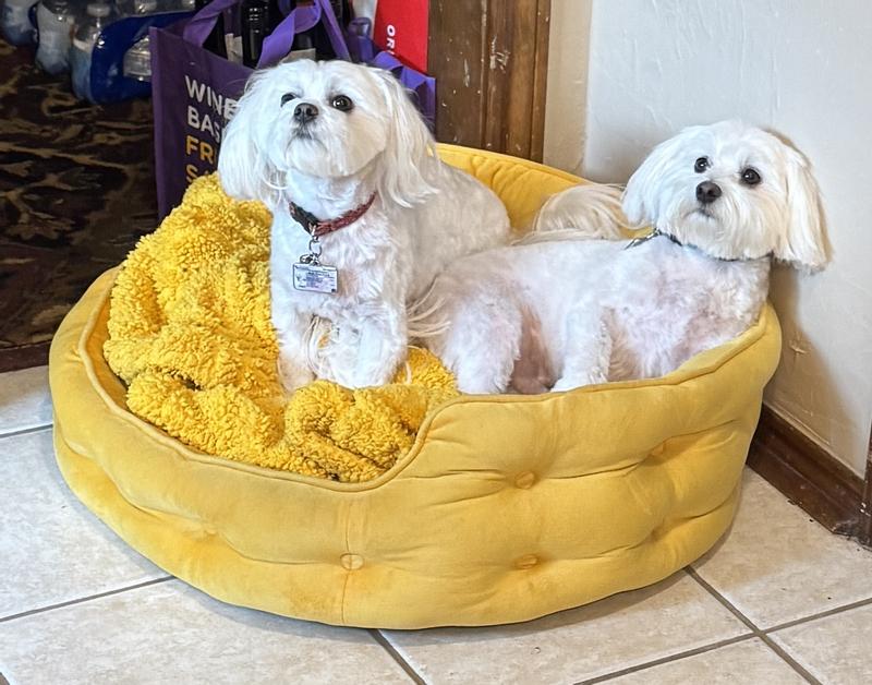 Dash and Gigi of Dallas, TX