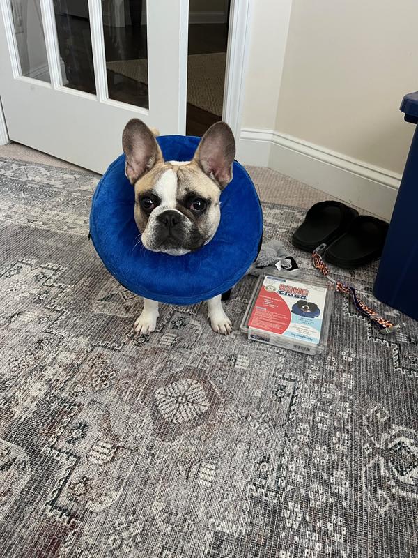 Chewy inflatable outlet collar