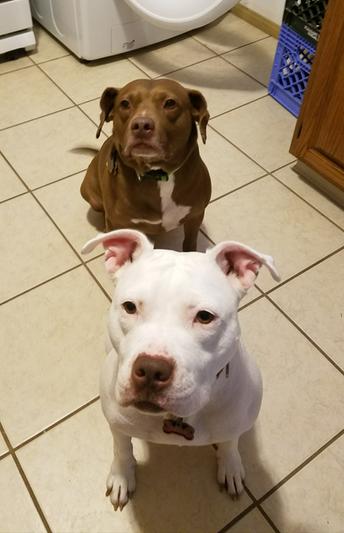 Gumball in back, Xena in front. Both are 3 yrs old