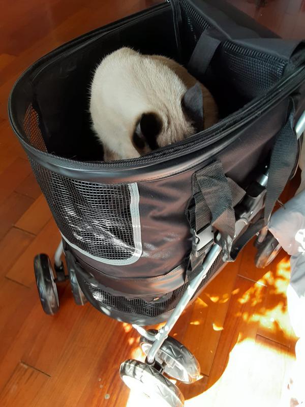 FRISCO 3 in 1 Dog & Cat Stroller with Detachable Carrier, Black