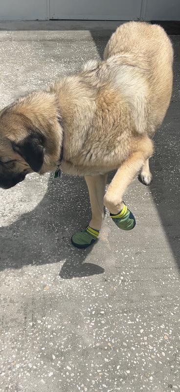 Great minus the splitting of the sole from the fabric