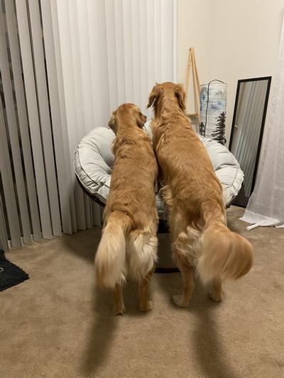 Shiny and soft coats for both our goldens.