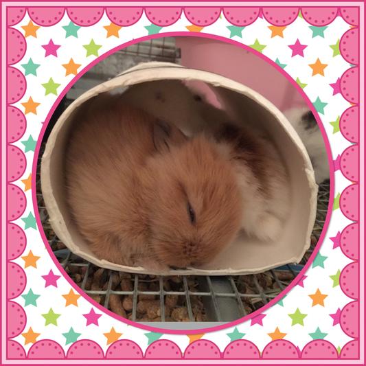 Another happy Chewy baby