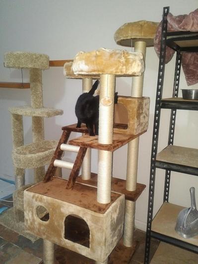 Kitty mansions beverly hills best sale cat tree