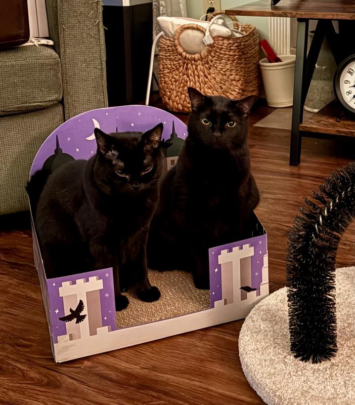 What's better than one black cat? Two Black Cats, of course!