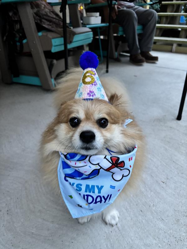 Mr. Chompers is ready for his party!