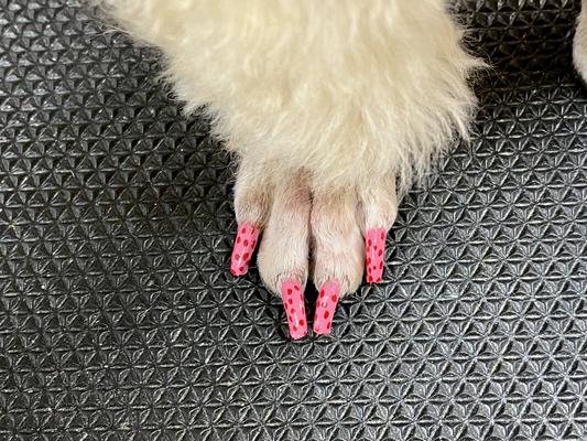 how do you paint a dogs nails