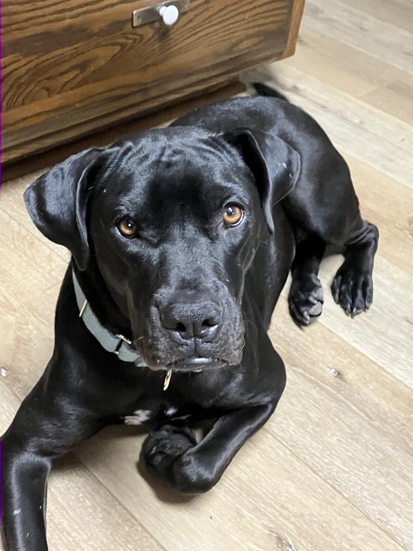 Raven’s coat has improved with Inception.