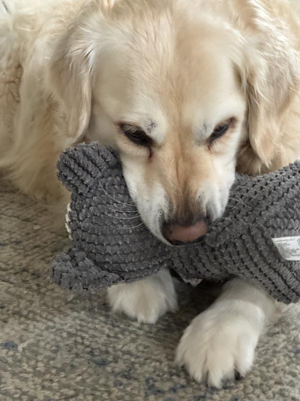 Below her right eye is the most visible tear stain.  Always there.🥲☹️