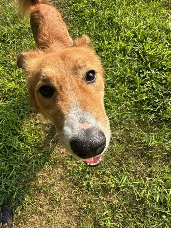 Happy Beans, no longer in trouble for chewing the leashj